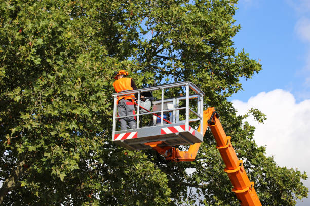 Best Tree Disease Treatment  in Allentown, NJ